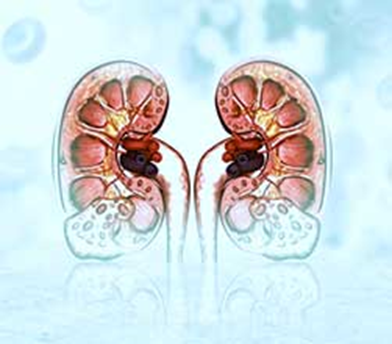 Chronic Kidney Disease